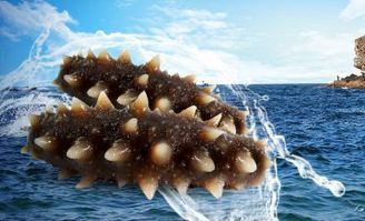 大连游艇获评国家地理标志产品，地标品牌再添新成员